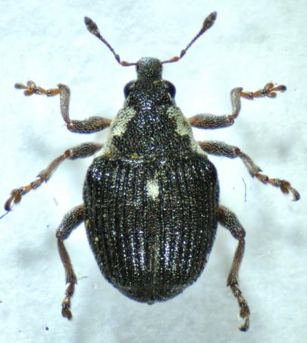 Réf. 87 146 : Pelenomus quadricorniger