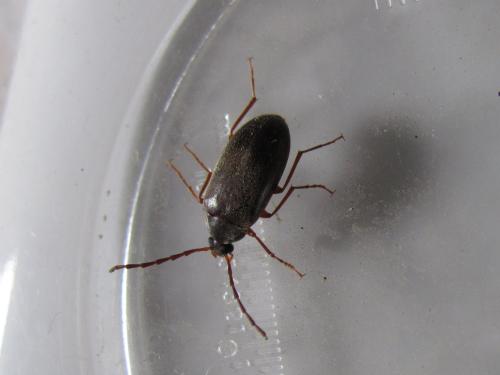 Hymenalia rufipes