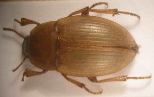 Phaleria sp.