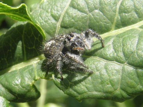 Philaeus chrysops
