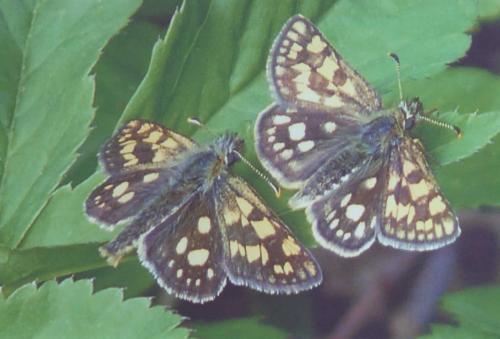 Carterocephalus palaemon