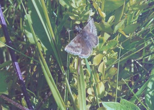 Erynnis tages