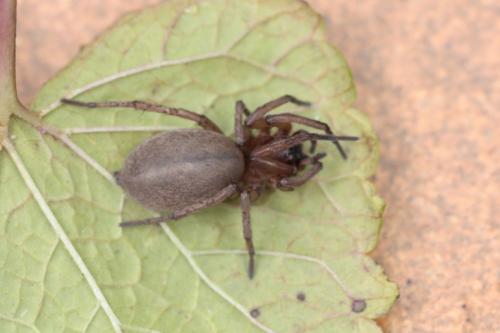 Clubiona sp.
