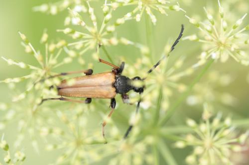 Stictoleptura rubra