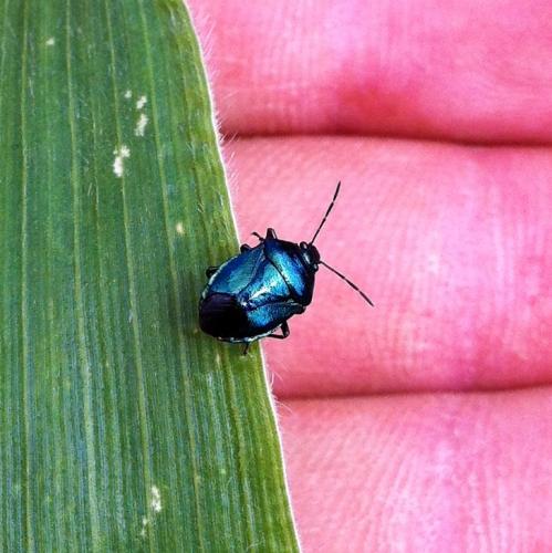 Réf. 87 797 : Zicrona caerulea