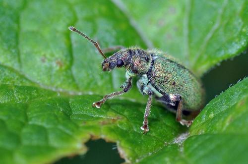 Phyllobius betulinus