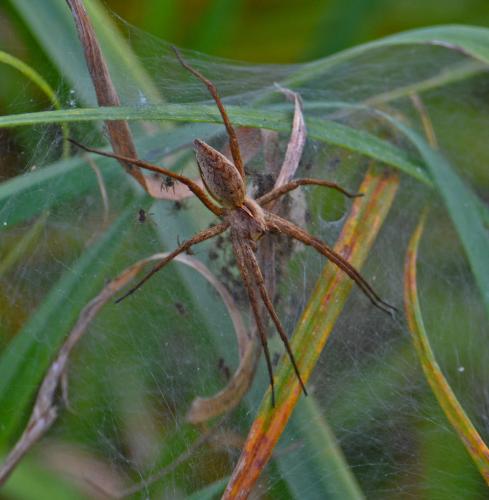 Pisaura mirabilis