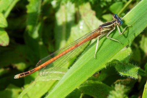 Réf. 87 465 : Platycnemis acutipennis