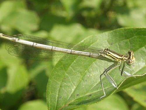 Platycnemis pennipes