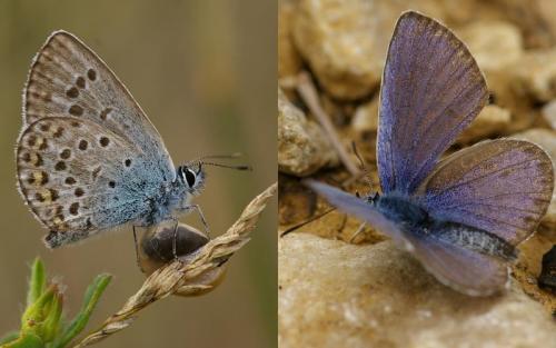 Réf. 87 919 : Plebejus sp.