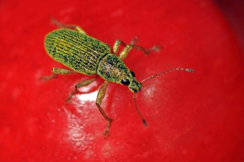 Réf. 87 836 : Polydrusus formosus