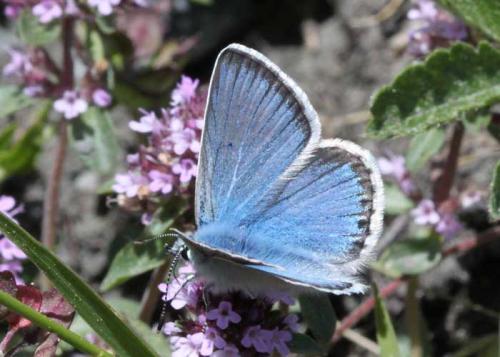 Polyommatus eros