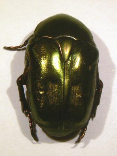 Potosia fieberi