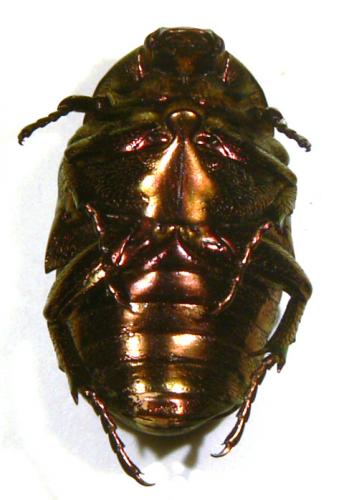 Potosia fieberi