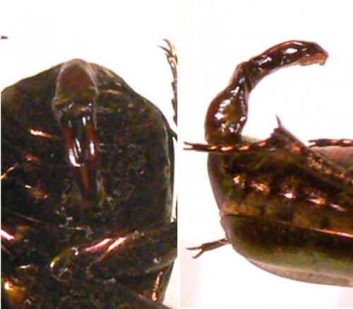 Potosia fieberi