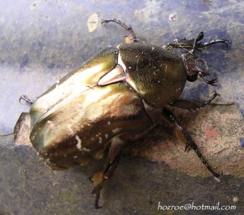 Réf. 87 996 : Potosia cuprea