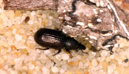 Réf. 87 967 : Pselactus spadix