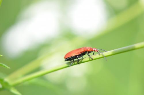 Pyrochroa serraticornis