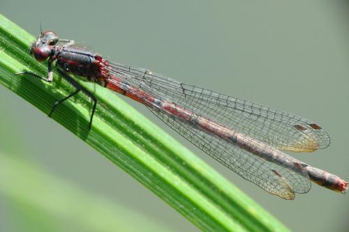 Pyrrhosoma nymphula