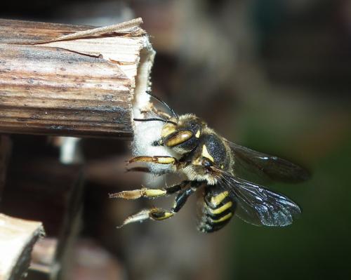 Anthidium florentinum