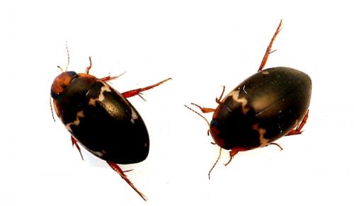 Agabus undulatus