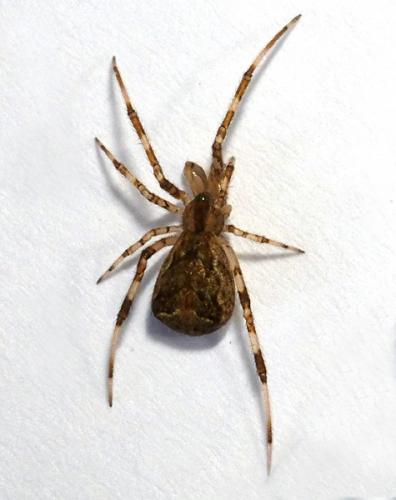 Episinus maculipes