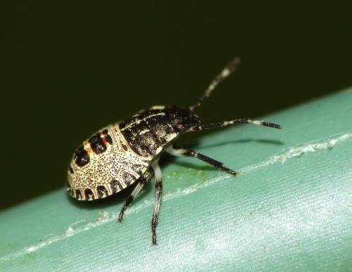 Réf. 87 762 : Rhaphigaster nebulosa