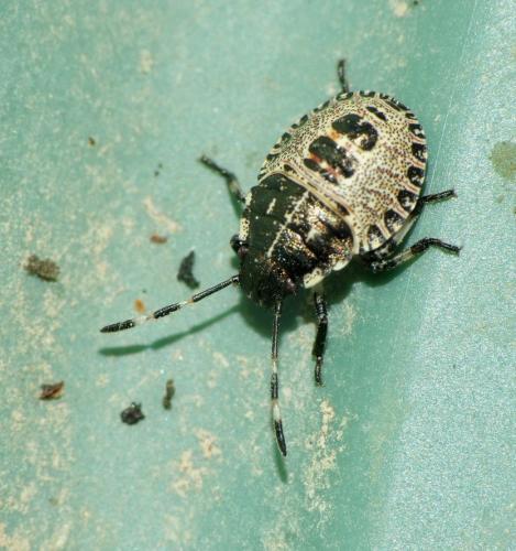 Rhaphigaster nebulosa