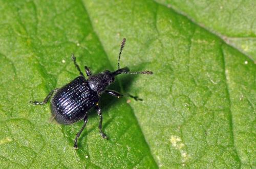 Neocoenorrhinus sp.