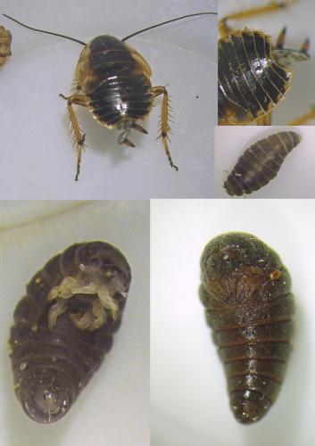 Ripidius quadriceps