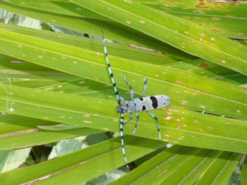 Rosalia alpina