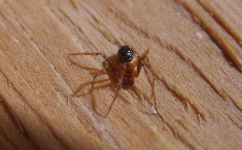Theridion sp.