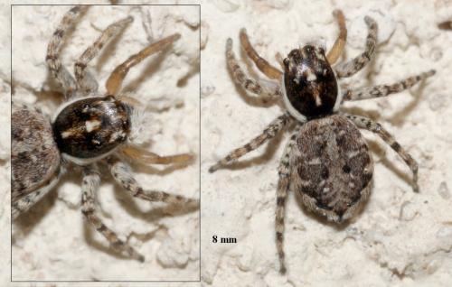 Menemerus semilimbatus