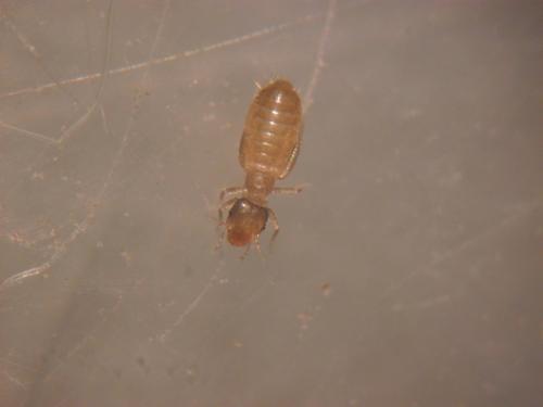Liposcelis sp.