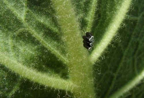 Réf. 87 655 : Rhynocoris sp.
