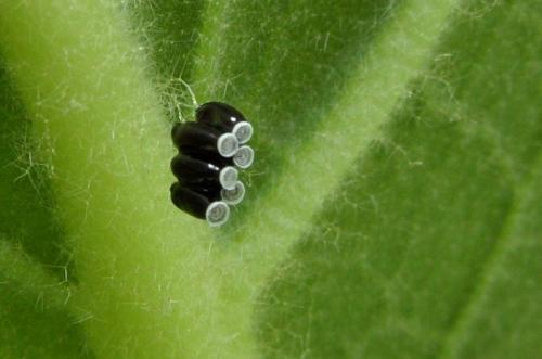 Rhynocoris sp.