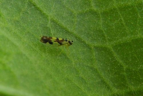 Réf. 87 972 : Eupteryx aurata