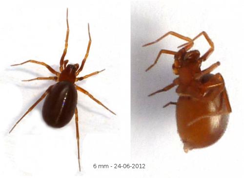 Zodarion sp.