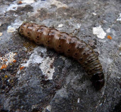 Apamea monoglypha
