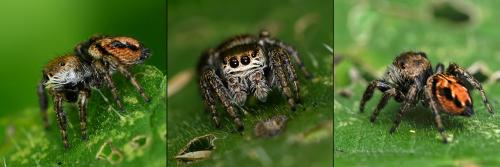 Evarcha arcuata