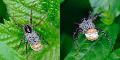 Pardosa sp.