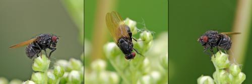 Réf. 87 771 : Minettia longipennis