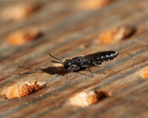 Réf. 87 510 : Sapygina decemguttata