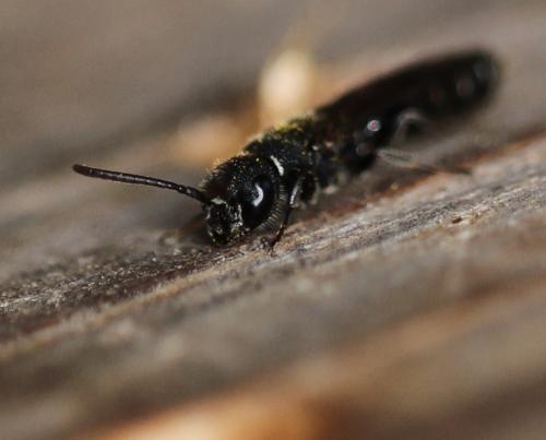 Réf. 87 511 : Sapygina decemguttata