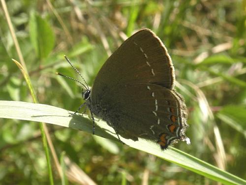 Réf. 87 552 : Satyrium ilicis