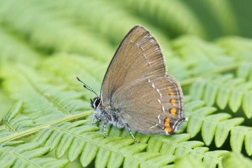 Réf. 87 825 : Satyrium ilicis