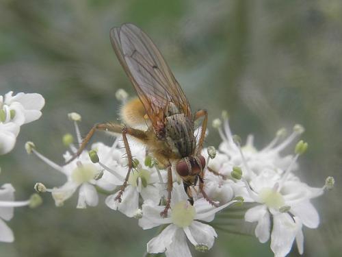 Scathophaga stercoraria