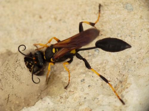 Réf. 87 543 : Sceliphron caementarium