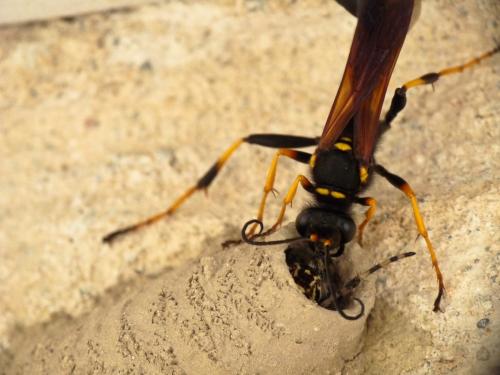 Réf. 87 544 : Sceliphron caementarium