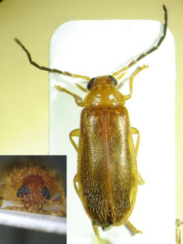 Conopalpus testaceus
